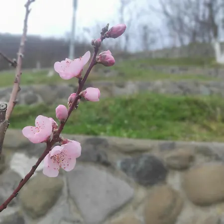 度假居 Vikendica Darija 克拉列沃